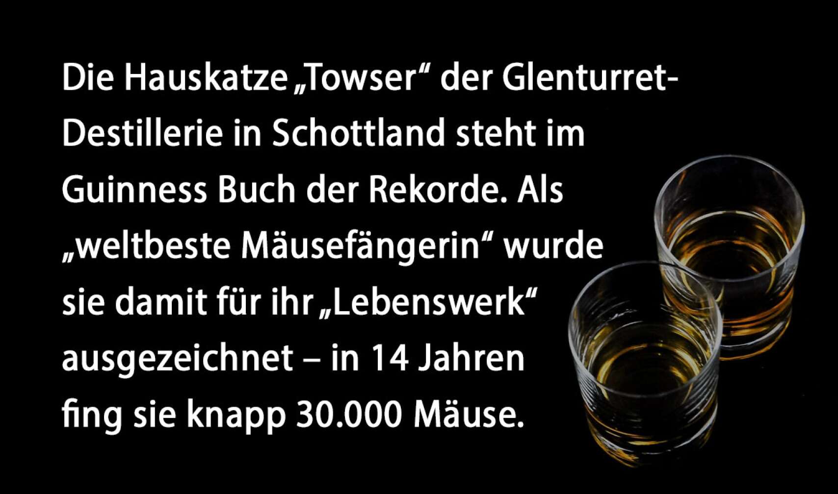 Die Hauskatze „Towser“ der Glenturret-Destillerie in Schottland steht im Guinness Buch der Rekorde. Als „weltbeste Mäusefängerin“ wurde sie damit für ihr „Lebenswerk“ ausgezeichnet – in 14 Jahren fing sie knapp 30.000 Mäuse.